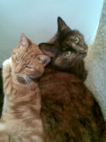 two cats( Sam and Yasmin)