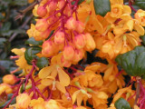 orangeblossom