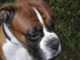Jake