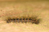 Unidentified Lepidoptera (Caterpillar)