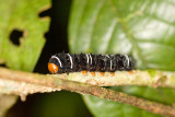 Unidentified Lepidoptera (Caterpillar)