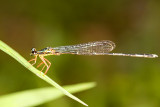 Unidentified Damselfly