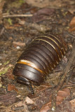 pillbug.jpg