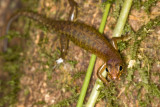 <i>Sphenomorphus sabanus</i><br>Sabah slender skink