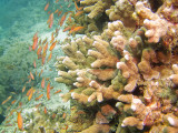 redfishcoral.jpg