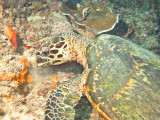 turtle4.jpg