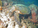 turtle6.jpg