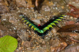 Rajah Brooke Birdwing <br><i>Trogonoptera brookiana</i>