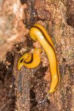 Platyhelminthes (Flatworms)
