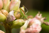 Unidentified Bug <br> <i>Coreidae </i>