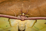 Malaysian Luna  Moth<br></i>Actias maenas</i><br>[Female]