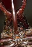 Rhinoceros beetle<br><i>Chalcosoma moellenkampi</i><br>[Male]