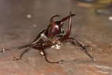 Rhinoceros beetle<br><i>Chalcosoma caucasus</i><br>[Male]