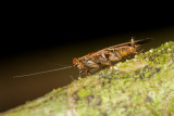 Unidentified Cockroach<br>Blattaria 