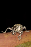 Unidentified Weevil <br>Curculionoidea