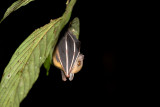 Lesser Short-nosed Fruit Bat <br><i>Cynopterus brachyotis</i> (?)