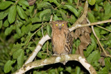 Strigiformes (Owls)