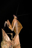 Dead Leaf Mantis<br><i>Deroplatys lobata</i>