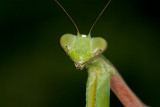 Giant Asian Mantis sp. <br><i>Hierodula </i>