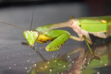 Giant Asian Mantis sp. <br><i>Hierodula </i>