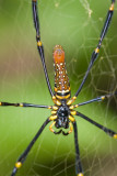 Golden Orb-web Spider<br><i>Nephila pilipes</i>