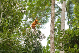 Red Leaf Monkey<br><i>Presbytis rubicunda</i>