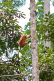 Red Leaf Monkey<br><i>Presbytis rubicunda</i>