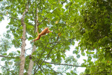 Red Leaf Monkey<br><i>Presbytis rubicunda</i>