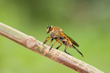 Unidentified Robber fly <br>Asilidae