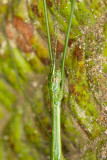 Unidentified Stick Insect<br>Phasmatodea 
