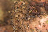 Unidentified Termites<br> Isoptera