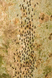 Unidentified Termites<br> Isoptera