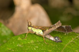 Unidentified Grasshopper<br>Caelifera