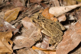 <i>Bufo campbelli</i>Rainforest Toad (?)