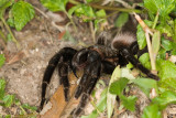 <i>Brachypelma vagans</i><br> Mexican red-rump