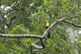 Piciformes (Woodpeckers etc.)