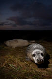 <i>Halichoerus grypus</i><br/>Grey seal