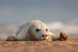 <i>Halichoerus grypus</i><br/>Grey seal