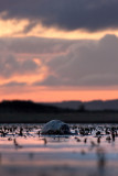 <i>Halichoerus grypus</i><br/>Grey seal