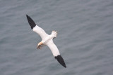 <i>Morus bassanus</i><br/>Gannet nest building