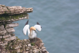 <i>Morus bassanus</i><br/>Gannet