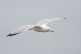 <i>Larus argentatus</i><br/>Herring gull