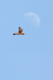 <i>Falco tinnunculus</i><br/>Kestrel