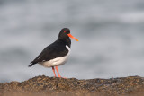 <i>Haematopus ostralegus</i><br/>Oystercatcher