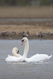 <i>Cygnus olor <br/>Mute Swan