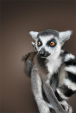 Lemur portrait