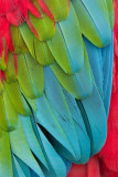 Macaw details feathers