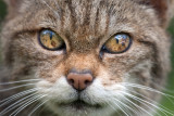 <i>Felis silvestris grampia</i><br/> Scottish wildcat