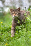 <i>Felis silvestris grampia</i><br/> Scottish wildcat