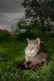 <i>Felis silvestris grampia</i><br/> Scottish wildcat